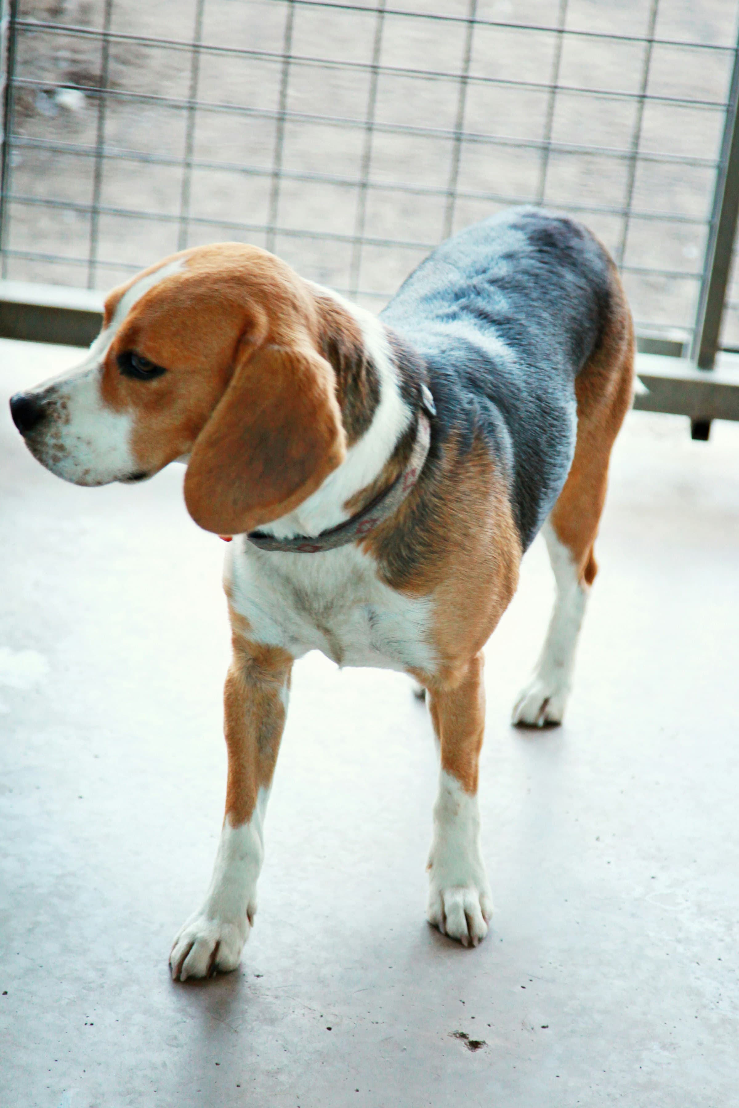 Kennels, Catteries & Shelters
